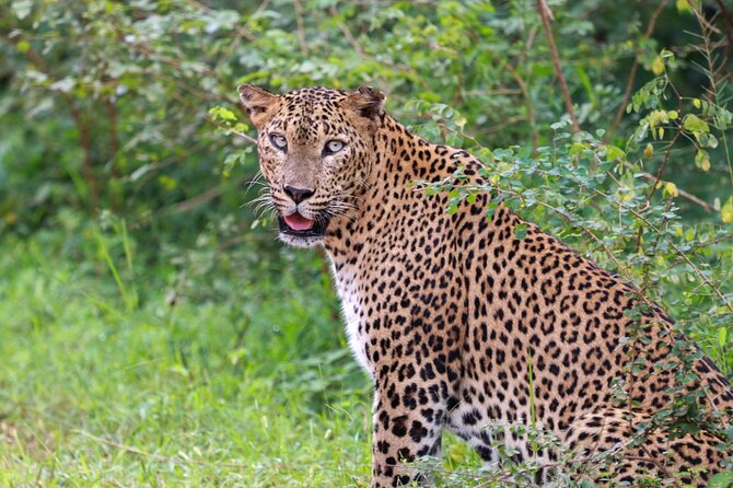 Full day Safari - Yala National Park - 04.30 am to 06.00 pm with - Janaka safari - Why the 4:30 am start matters
