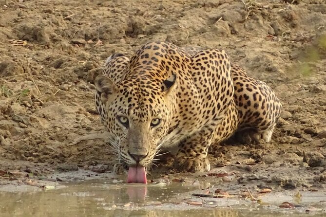 Full day Safari - Yala National Park - 04.30 am to 06.00 pm with - Janaka safari - The morning drive and the leopard search