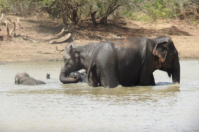 Full day Safari - Yala National Park - 04.30 am to 06.00 pm with - Janaka safari - Animals beyond the famous cat