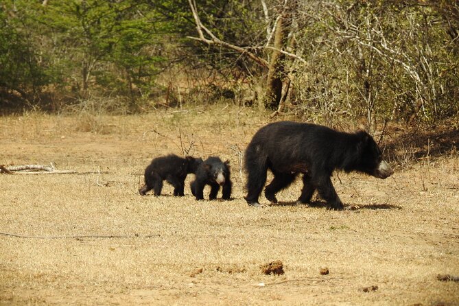 Full day Safari - Yala National Park - 04.30 am to 06.00 pm with - Janaka safari - The 12:00 to 2:00 pm park break