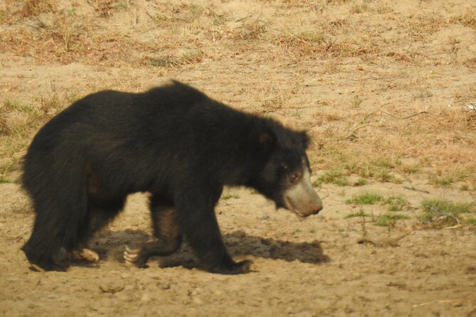 Full day Safari - Yala National Park - 04.30 am to 06.00 pm with - Janaka safari - Afternoon wildlife and the cost of patience