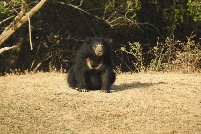 Full day Safari - Yala National Park - 04.30 am to 06.00 pm with - Janaka safari - What the $57.99 price really includes