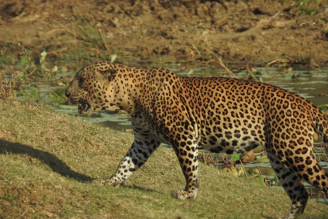 Full day Safari - Yala National Park - 04.30 am to 06.00 pm with - Janaka safari - Who should book Janaka Safari