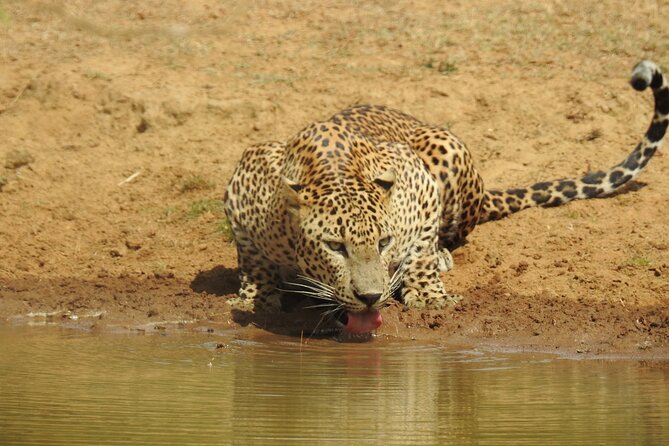 Full day Safari - Yala National Park - 04.30 am to 06.00 pm with - Janaka safari - Riding through Yala in a six-person jeep
