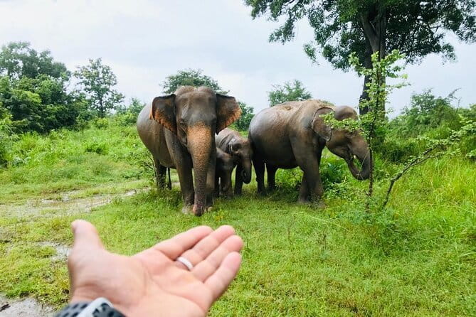 Full Day Tour to Sigiriya, Dambulla and jeep Safari from Colombo - Key points to know before booking