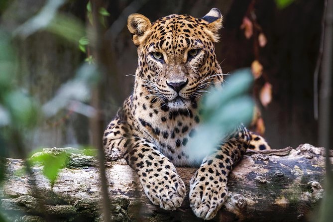 Full Day Yala Safari with Picnic Lunch from Hambantota Harbour - Price and what the $150 covers