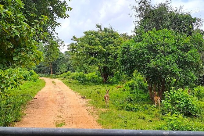 Fully Private Udawalawe National Park Safari Tour - Why Udawalawe is worth the long ride from Galle