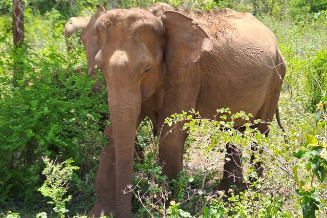 Fully Private Udawalawe National Park Safari Tour - The private format and what it changes