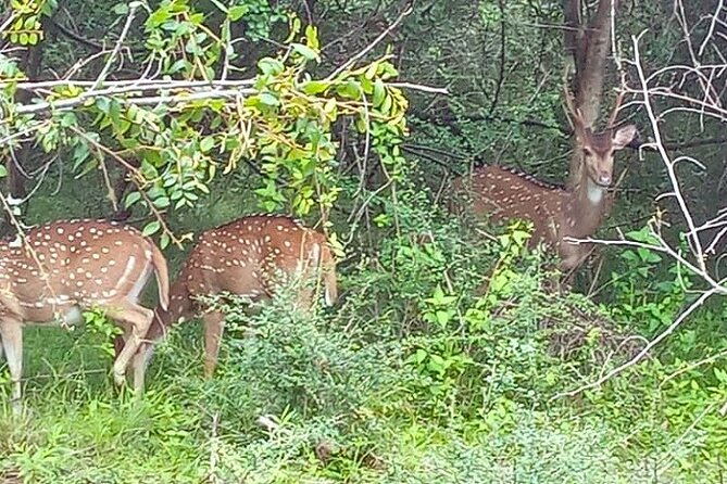 Fully Private Udawalawe National Park Safari Tour - What the coastal pickup points mean