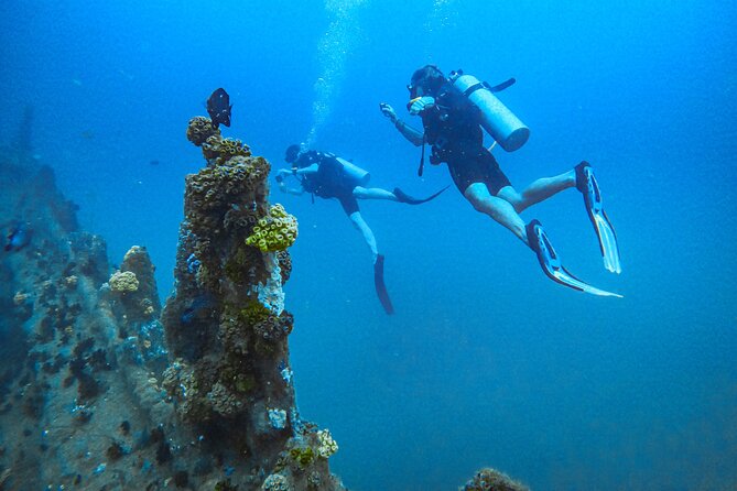 Fun Dives For Certified Divers - Key things to know before booking