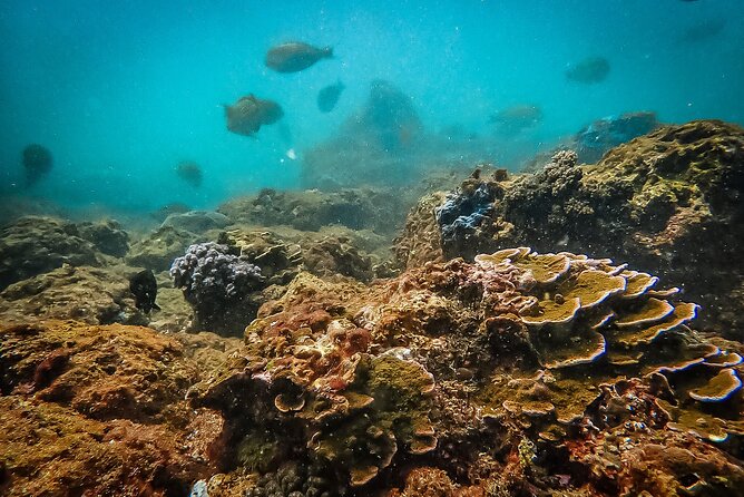 Fun Dives For Certified Divers - Guides and the small-group advantage