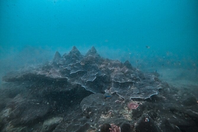 Fun Dives For Certified Divers - Planning your visit to Sun Diving SriLanka