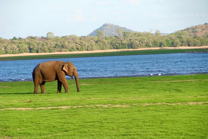 Gal Oya National Park Safari - Key Points Before You Book