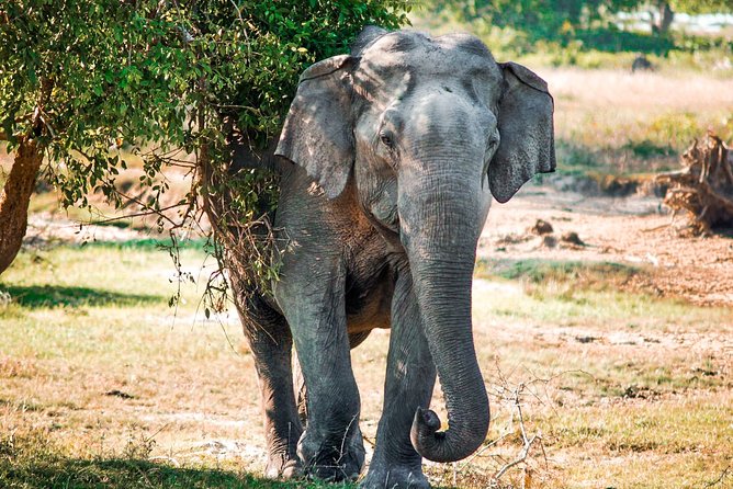 Gal Oya National Park Safari - The 3:00 pm Evening Safari