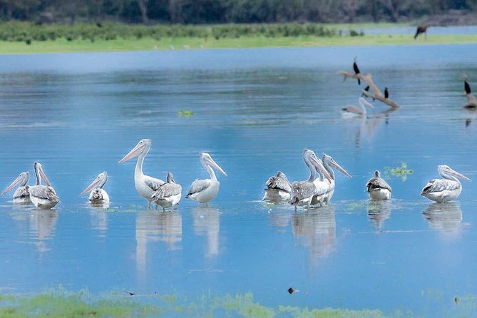 Gal Oya National Park Safari - What the 4WD Ride Is Really Like