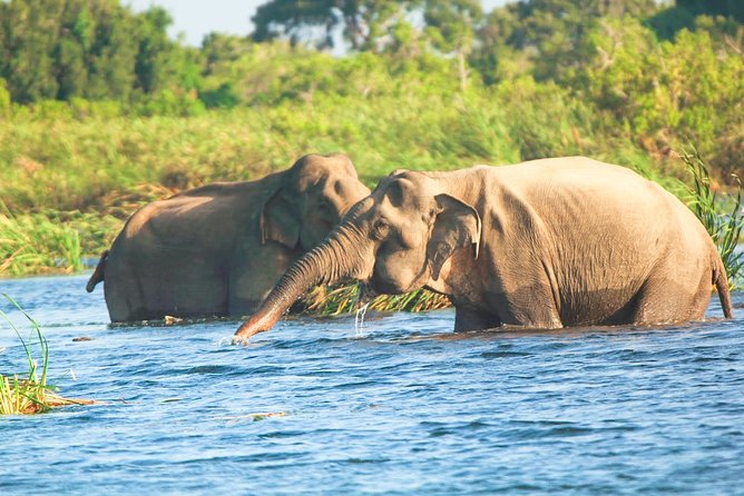 Gal Oya National Park Safari - Is $30 Good Value?