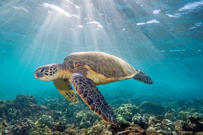 Galle & Benthota Full Day Tour From Colombo - Kosgoda offers a close look at turtle conservation