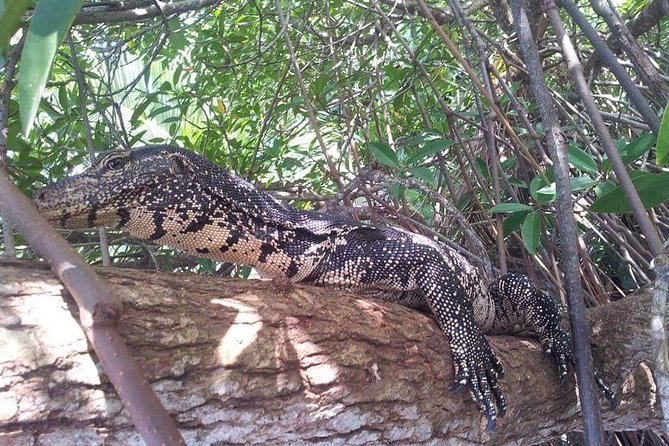 Galle & Bentota River Safari Private Tour from Beruwala Hotels - Meeting baby turtles at Induruwa