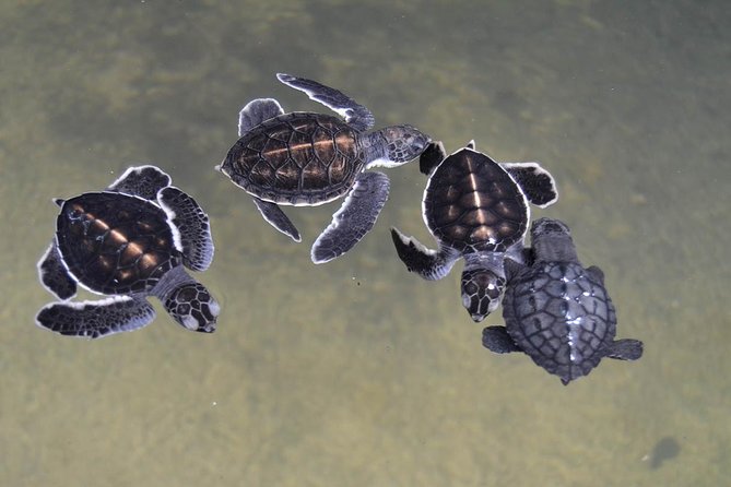 Galle Day Tour: Boat Safari, Dutch Fort, Stick Fishing & Turtles - Masks, moonstones, and local craft traditions