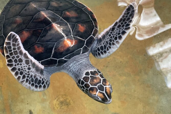 Galle Day Tour with Turtle Hatchery & River Boat Safari - The river boat safari with a separate captain