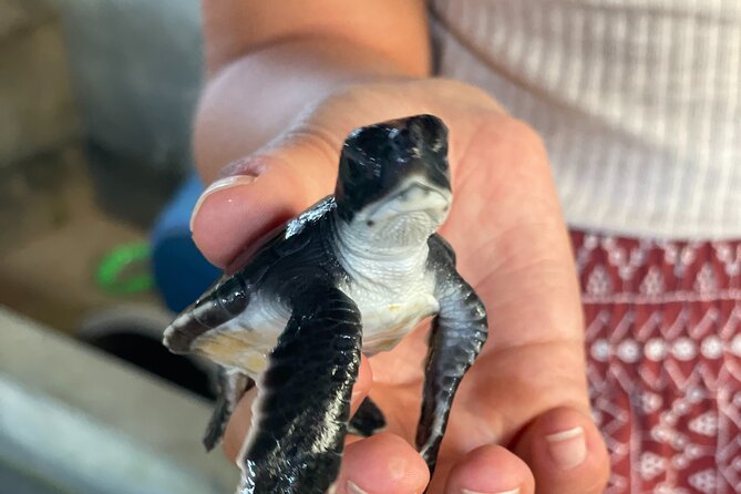 Galle Day Tour with Turtle Hatchery & River Boat Safari - Pickup points and practical planning