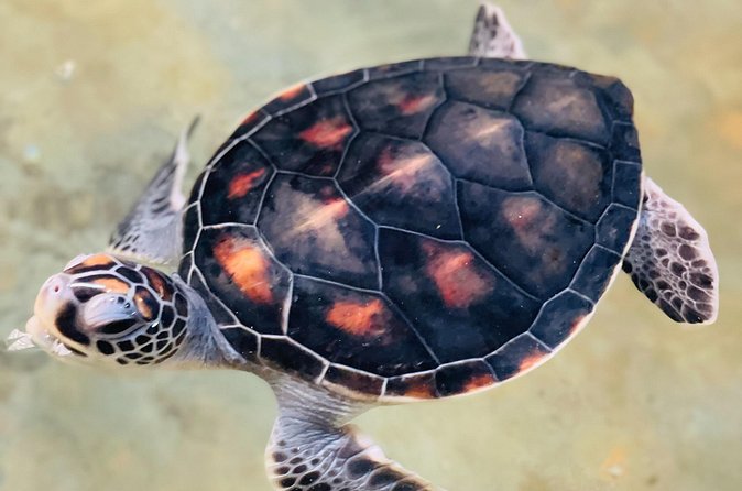 Galle Day Tour with Turtle Hatchery & River Boat Safari - Who will get the most from this tour