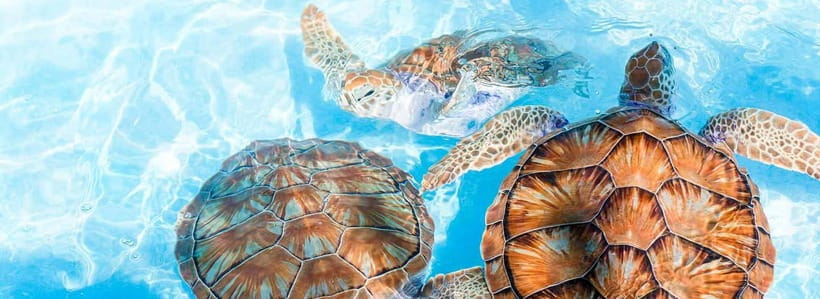 Galle Day Trip - River Safari, Sea Turtle & Stilt Fishermen - Stilt Fishermen and a Vanishing Coastal Skill