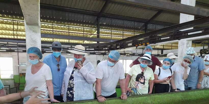Galle Day Trip with River Safari, Sea Turtles & Tea Factory - Tea plantation and factory visit