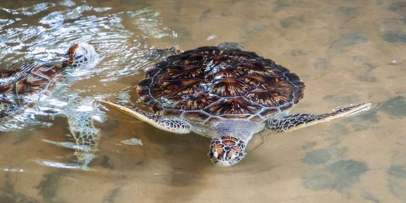Galle Day Trip with River Safari, Sea Turtles & Tea Factory - How the private format changes the day