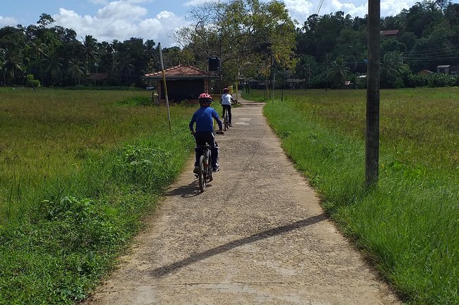 Galle Family Fun Bike Ride - Rice paddies and the small lagoon