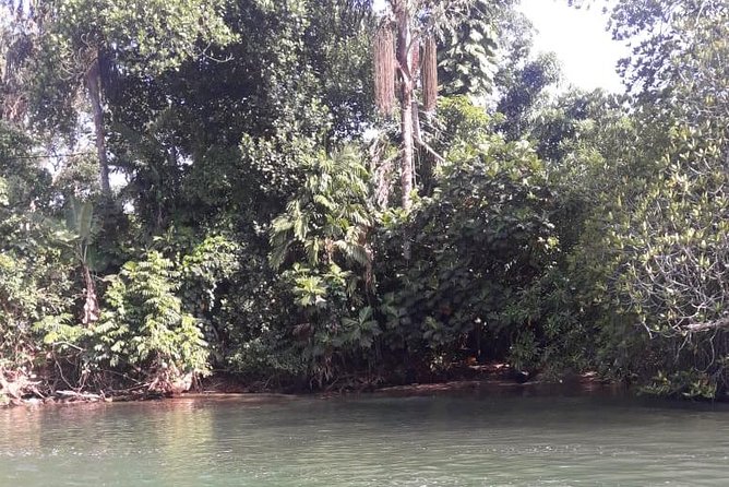 Galle Fort, Turtle, - Private Day Tour From Negombo or Colombo - Adding the River Madu wetlands