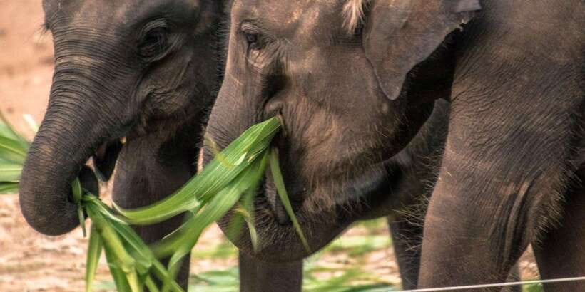 Galle/Mirissa/Hikkaduwa: Transfer to Ella & Udawalawa Safari - Why This Transfer Makes Sense