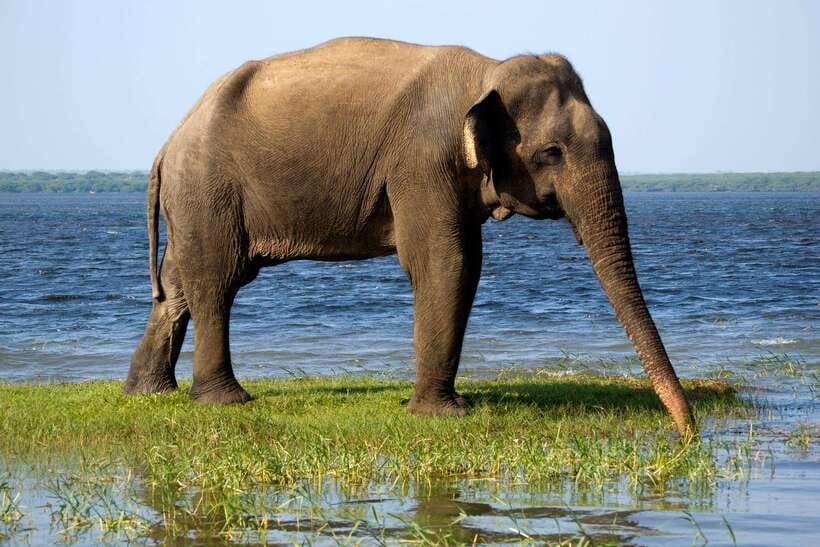 Galle/Mirissa/Hiriketiya: Drop to Ella & Udawalawa Safari - The park’s rough edges and what to expect