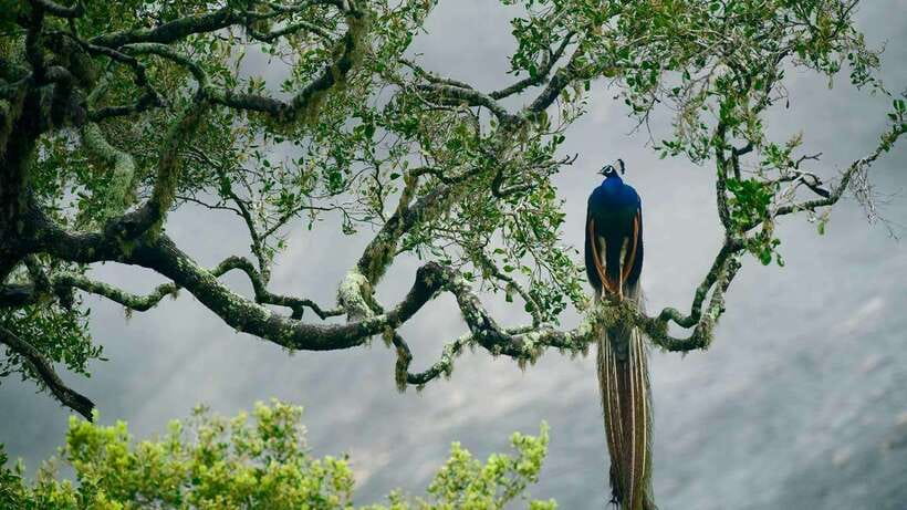 Galle/Mirissa/Hiriketiya: Drop to Ella & Udawalawa Safari - Price, park fees, and the real cost