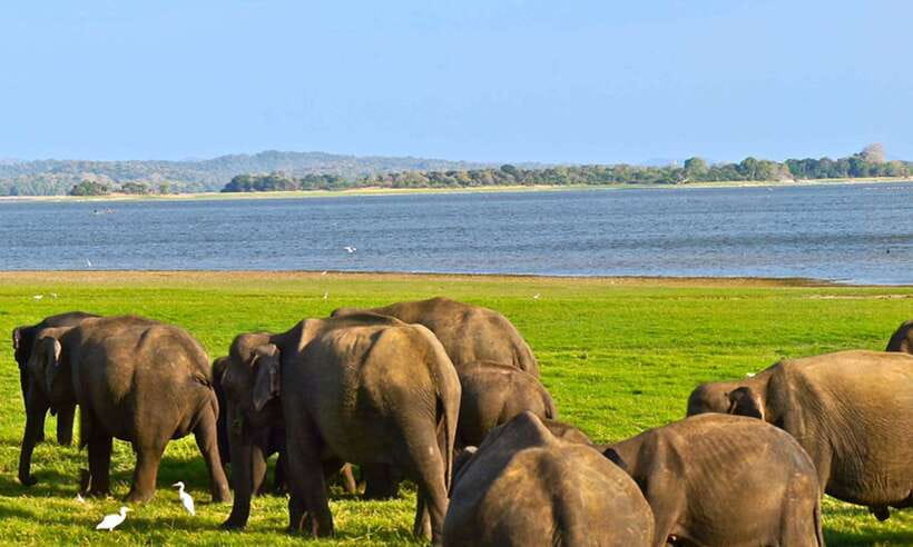 Galle/Mirissa/Hiriketiya: Drop to Ella & Udawalawa Safari - Who will enjoy this day most?