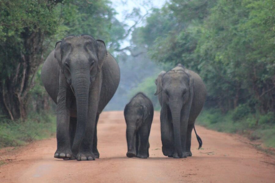 GALLE/MIRISSA/TANGALLE/HIRIKETIYA DROP to ELLA & YALA SAFARI - The first two-hour Yala game drive