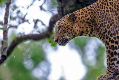 Galle/Mirissa/Tangalle: Transfer to Ella & Yala Safari
