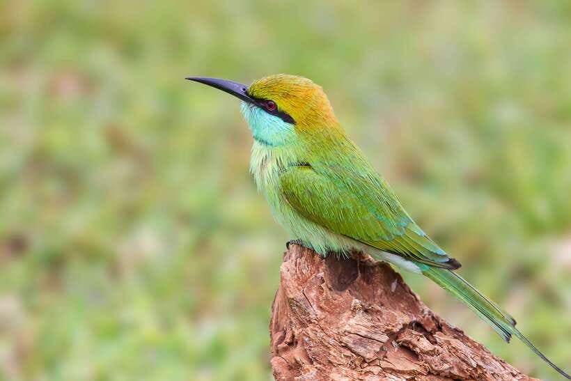 Galle/Mirissa/Tangalle: Transfer to Ella & Yala Safari - Who gets the most value from this day