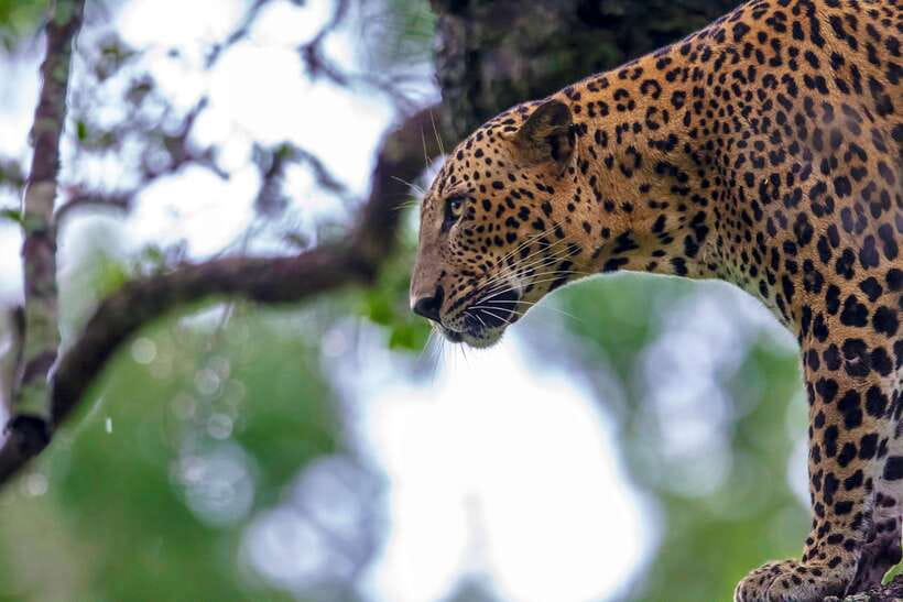 Galle/Mirissa/Tangalle: Transfer to Ella & Yala Safari - From your hotel to Yala National Park