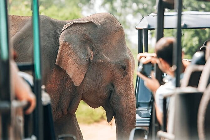 Galle/Mirissa/Tangalle: Transfer to Ella & Yala/Udawalawa Safari - Animal Spotting: Elephants, Leopards, and More