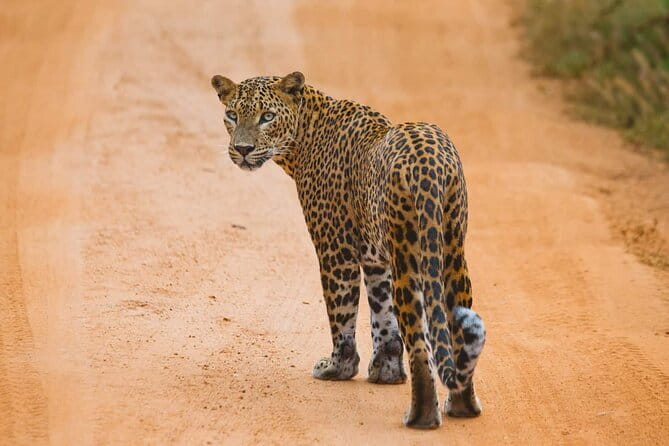 Galle/Mirissa/Tangalle: Transfer to Ella & Yala/Udawalawa Safari - The Road From the Coast to Ella