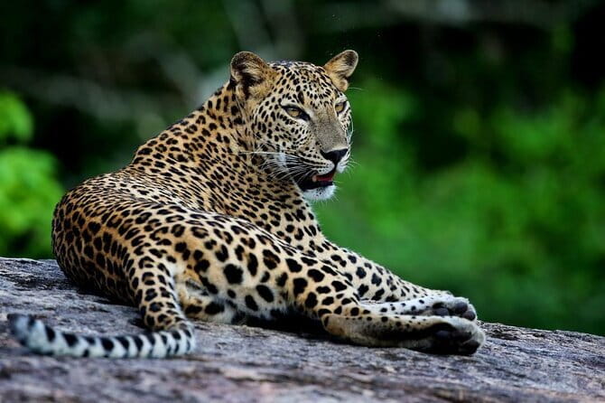Galle/Mirissa/Tangalle: Transfer to Ella & Yala/Udawalawa Safari - What the Morning or Afternoon Timing Means