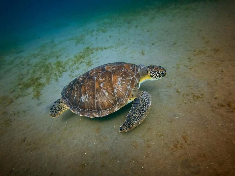 Galle Private Day Tours with Sea Turtles visit & Boat Safari - Five things worth knowing before you book