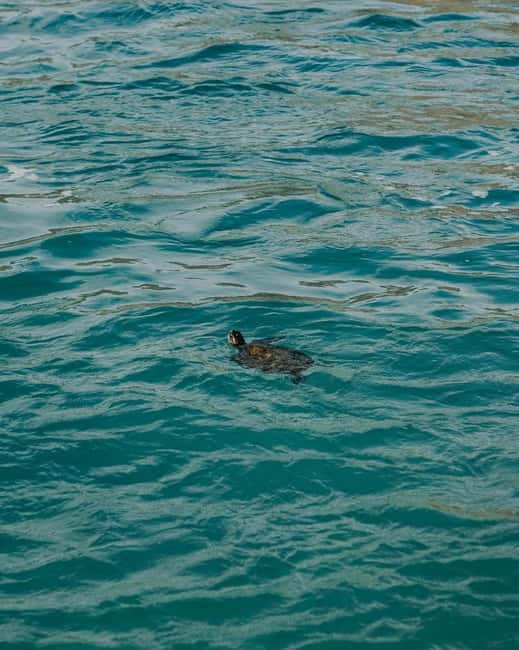 Galle Private Day Tours with Sea Turtles visit & Boat Safari - Turtle conservation, useful but not a staged animal show