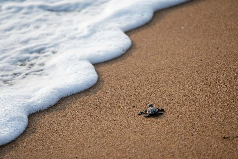 Galle Private Day Tours with Sea Turtles visit & Boat Safari - Turtle Beach, your chance to see turtles in the wild