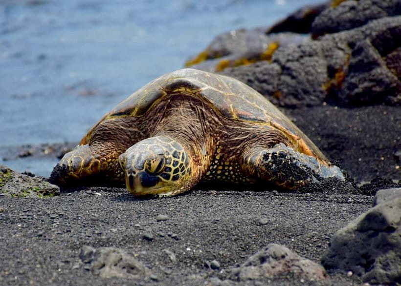 Galle Private Day Tours with Sea Turtles visit & Boat Safari - Ahungalla and Hikkaduwa, coastal stops that add variety