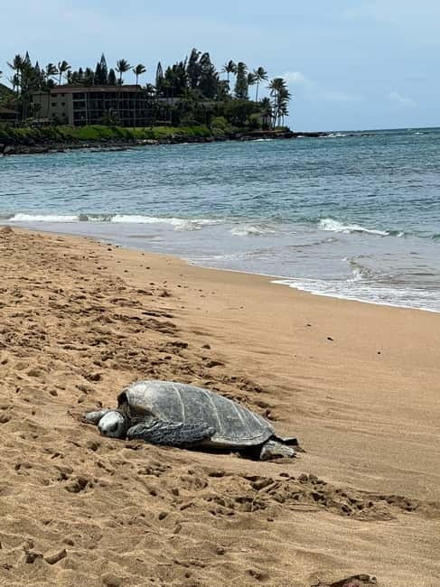 Galle Private Day Tours with Sea Turtles visit & Boat Safari - Transport, guides, and the value of private travel