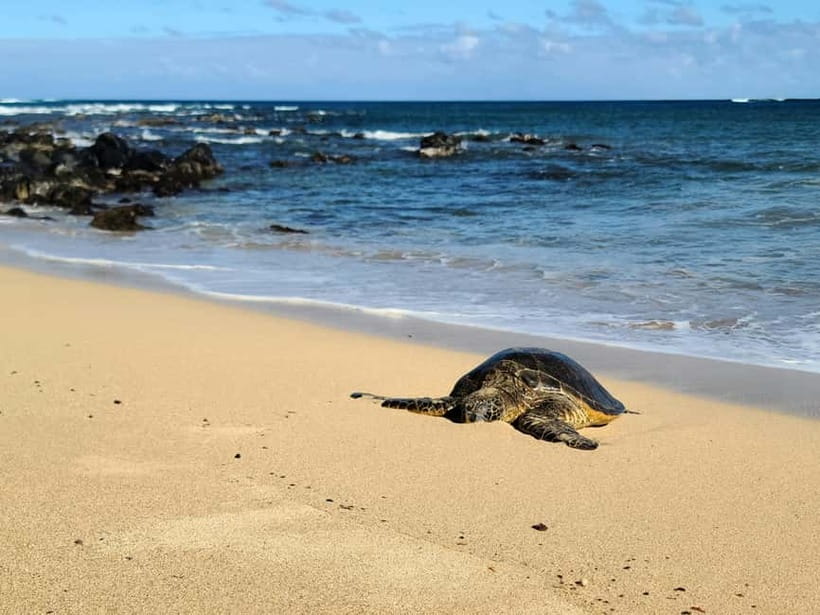 Galle Private Day Tours with Sea Turtles visit & Boat Safari - What the $45 price really covers