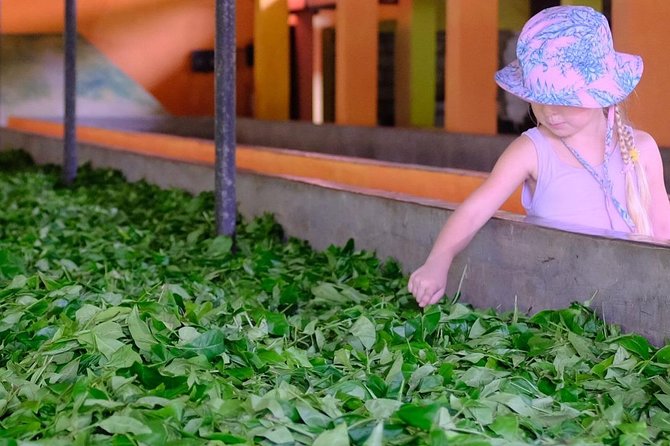 Galle sightseeing tour - Handunugoda Tea Estate and Virgin White tea