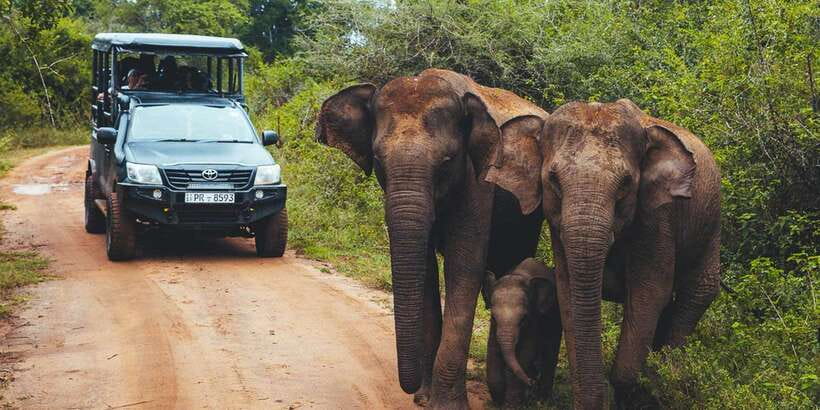 Galle/Unawatuna/Mirissa: Udawalawe Safari - What the $111 price really covers